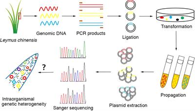 Characterization of nuclear DNA diversity in an individual Leymus chinensis